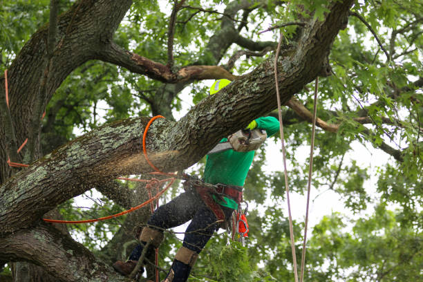 Reliable Liberty, KY Tree Care Solutions