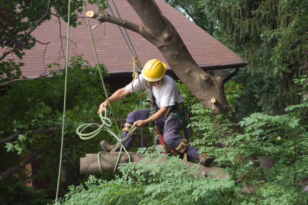 How Our Tree Care Process Works  in  Liberty, KY