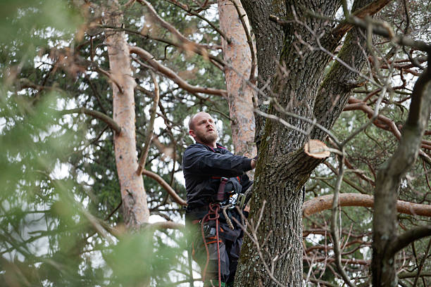 Best Fruit Tree Pruning  in Liberty, KY