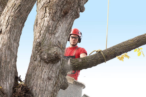 Best Palm Tree Trimming  in Liberty, KY